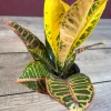 Croton Petra in 4" Pot, house plant, indoor, outdoor - Image 1