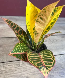 Croton Petra in 4