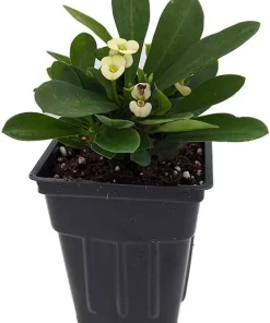 Crown of Thorns Live Plant - Euphorbia milii 'Hector' - 2.5" Pot - Indoor - Image 2