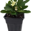 Crown of Thorns Live Plant - Euphorbia milii 'Hector' - 2.5" Pot - Indoor - Image 1