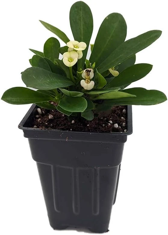 Crown of Thorns Live Plant - Euphorbia milii 'Hector' - 2.5" Pot - Indoor - Image 1