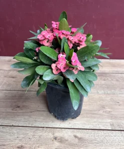 Crown of Thorns, Pink in 6