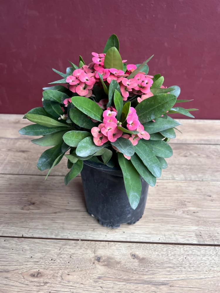 Crown of Thorns, Pink in 6" Pot, Euphorbia milii - Image 2