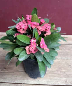 Crown of Thorns, Pink in 6