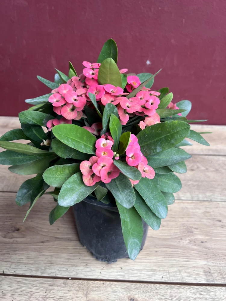 Crown of Thorns, Pink in 6" Pot, Euphorbia milii - Image 3