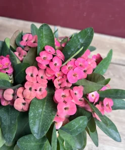 Crown of Thorns, Pink in 6