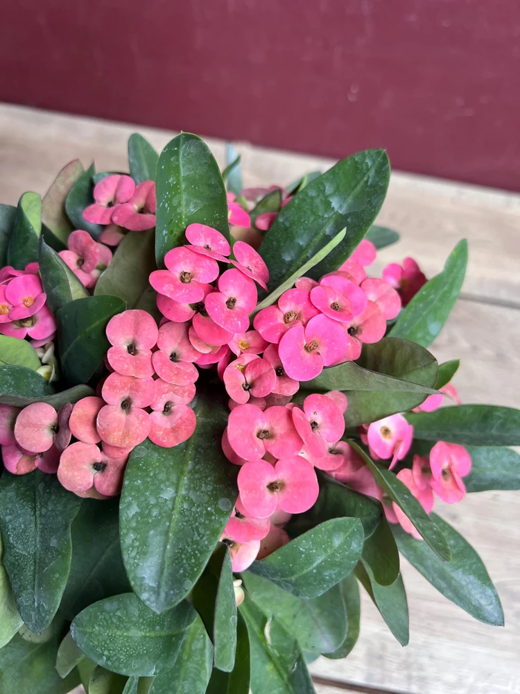 Crown of Thorns, Pink in 6" Pot, Euphorbia milii - Image 4