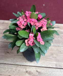 Crown of Thorns, Pink in 6