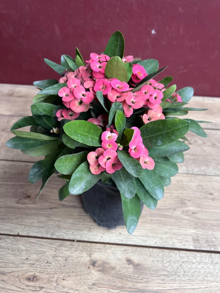 Crown of Thorns, Pink in 6" Pot, Euphorbia milii - Image 5