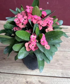Crown of Thorns, Pink in 6