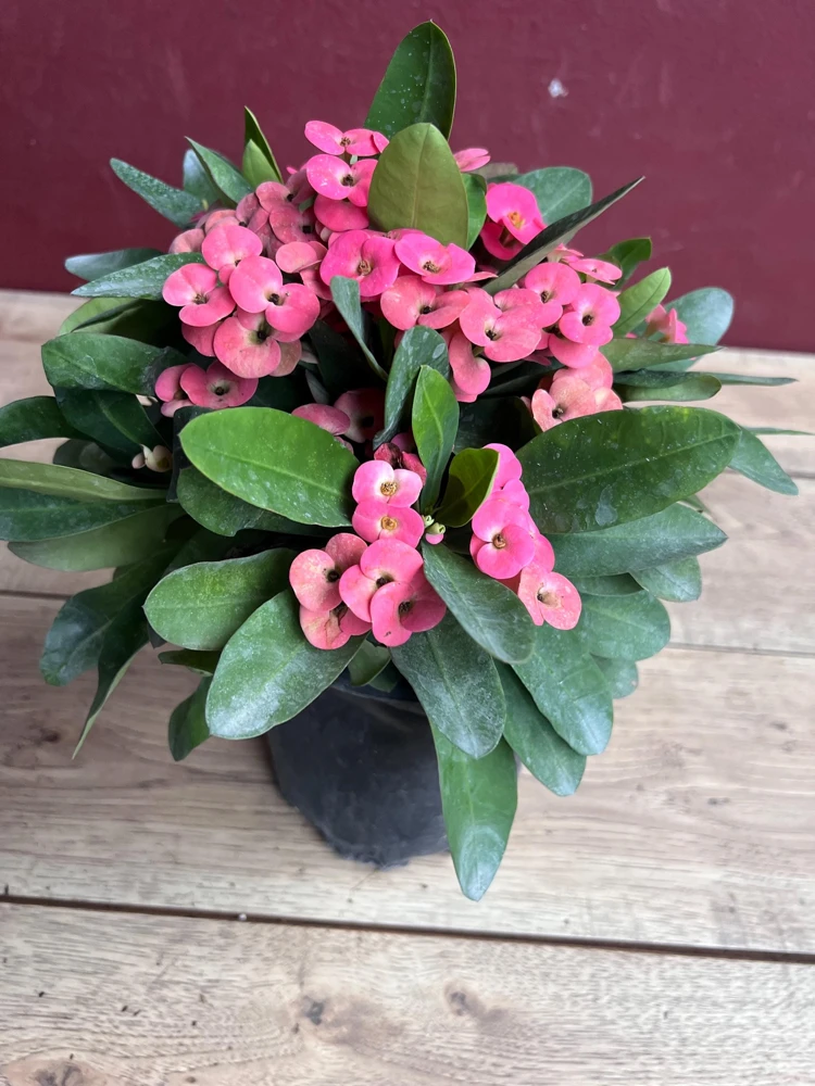 Crown of Thorns, Pink in 6" Pot, Euphorbia milii - Image 6