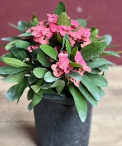 Crown of Thorns, Pink in 6
