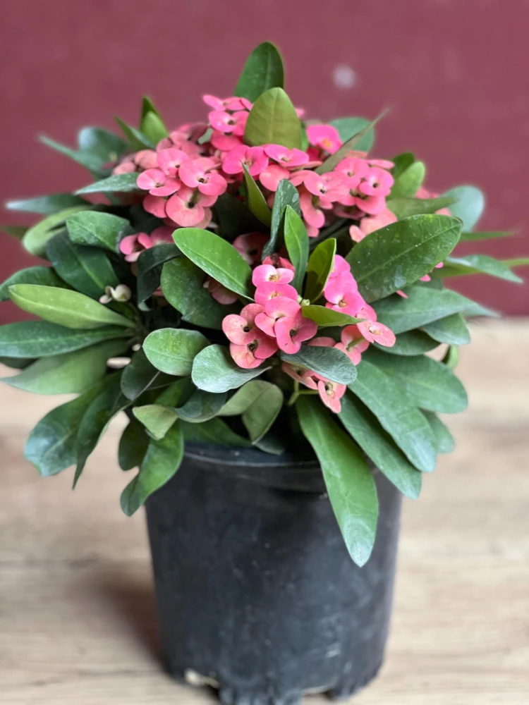 Crown of Thorns, Pink in 6" Pot, Euphorbia milii - Image 7