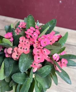 Crown of Thorns, Pink in 6