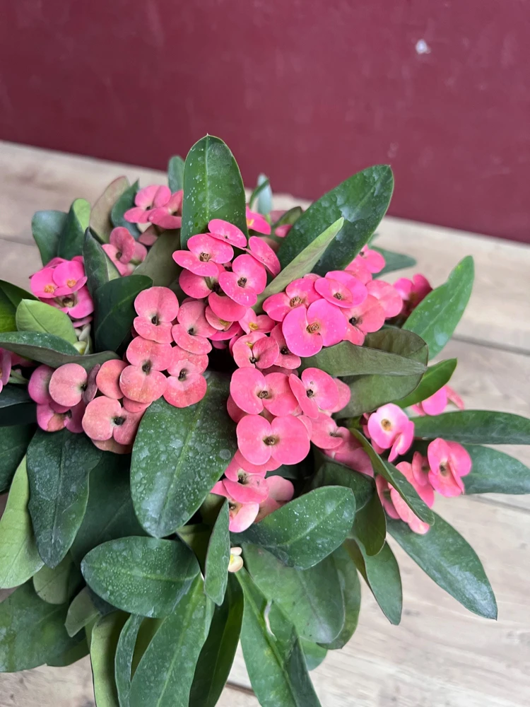 Crown of Thorns, Pink in 6" Pot, Euphorbia milii - Image 8