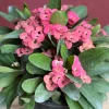 Crown of Thorns, Pink in 6" Pot, Euphorbia milii - Image 1