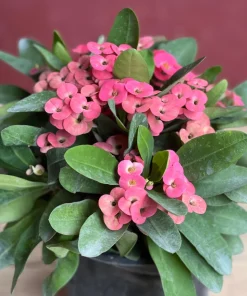 Crown of Thorns, Pink in 6