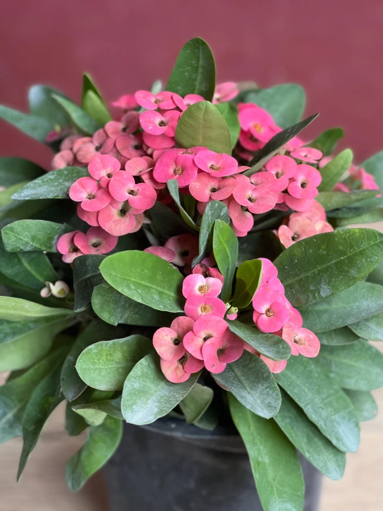 Crown of Thorns, Pink in 6" Pot, Euphorbia milii - Image 1