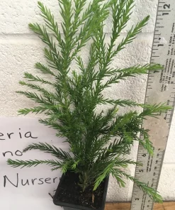 Cryptomeria Yoshino Japanese Cedar Live Plant - 6-10 inches Tall in Quart Pot - Evergreen Tree - Image 2