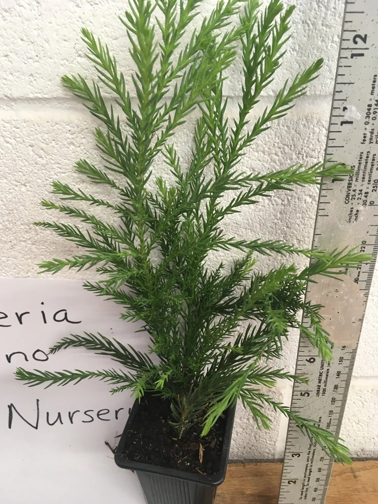 Cryptomeria Yoshino Japanese Cedar Live Plant - 6-10 inches Tall in Quart Pot - Evergreen Tree - Image 2