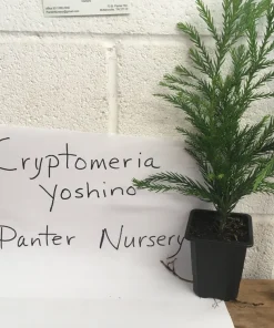 Cryptomeria Yoshino Japanese Cedar Live Plant - 6-10 inches Tall in Quart Pot - Evergreen Tree - Image 3