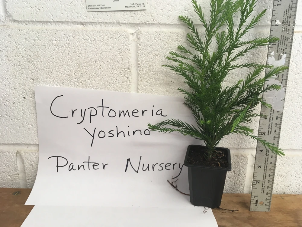 Cryptomeria Yoshino Japanese Cedar Live Plant - 6-10 inches Tall in Quart Pot - Evergreen Tree - Image 3
