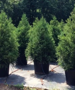 Cryptomeria Yoshino Japanese Cedar Live Plant - 6-10 inches Tall in Quart Pot - Evergreen Tree - Image 4