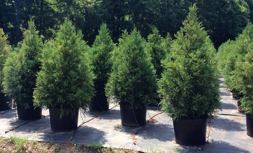 Cryptomeria Yoshino Japanese Cedar Live Plant - 6-10 inches Tall in Quart Pot - Evergreen Tree - Image 4