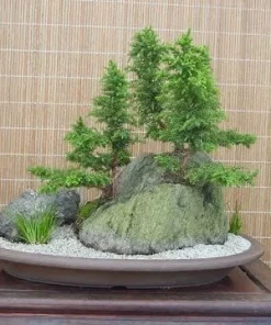 Cryptomeria Yoshino Japanese Cedar Live Plant - 6-10 inches Tall in Quart Pot - Evergreen Tree - Image 5