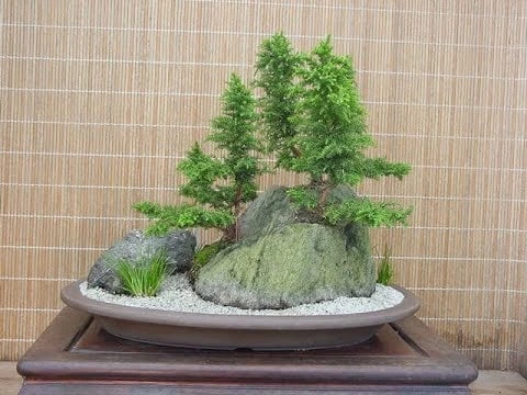Cryptomeria Yoshino Japanese Cedar Live Plant - 6-10 inches Tall in Quart Pot - Evergreen Tree - Image 5