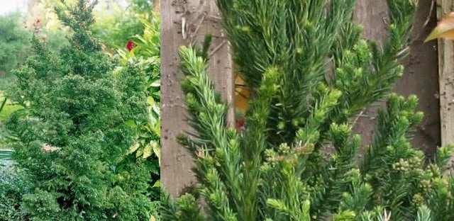 Cryptomeria Yoshino Japanese Cedar Live Plant - 6-10 inches Tall in Quart Pot - Evergreen Tree - Image 6
