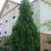 Cryptomeria Yoshino Japanese Cedar Live Plant - 6-10 inches Tall in Quart Pot - Evergreen Tree - Image 1