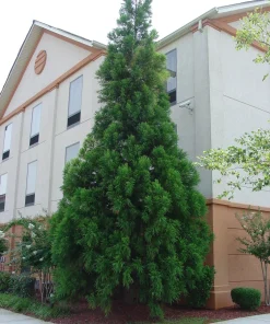 Cryptomeria Yoshino Japanese Cedar Live Plant - 6-10 inches Tall in Quart Pot - Evergreen Tree - Image 1