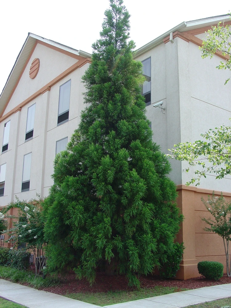 Cryptomeria Yoshino Japanese Cedar Live Plant - 6-10 inches Tall in Quart Pot - Evergreen Tree - Image 1
