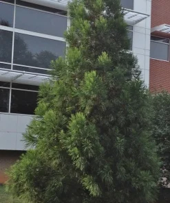 Cryptomeria Yoshino Japanese Cedar Live Plant - 6-10 inches Tall in Quart Pot - Evergreen Tree - Image 7