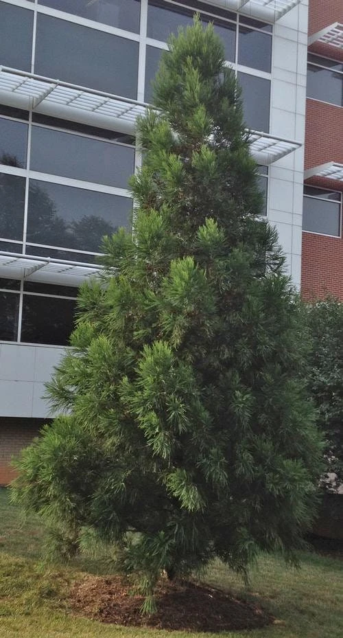Cryptomeria Yoshino Japanese Cedar Live Plant - 6-10 inches Tall in Quart Pot - Evergreen Tree - Image 7