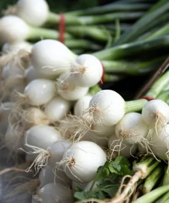 Crystal White Pearl Onion Vegetable Seeds - Allium Cepa - 500 Seeds - Image 2