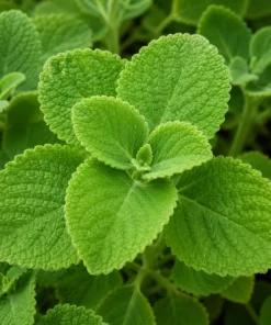 Cuban Oregano Live Plant 2-Pack – Fragrant Herb Starter Plants, 4-6 Inch Tall - Image 2