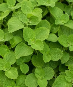 Cuban Oregano Live Plant 2-Pack – Fragrant Herb Starter Plants, 4-6 Inch Tall - Image 3