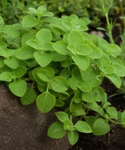 Cuban Oregano Live Plant 2-Pack – Fragrant Herb Starter Plants, 4-6 Inch Tall - Image 4
