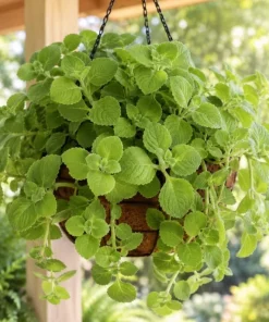 Cuban Oregano Live Plant 2-Pack – Fragrant Herb Starter Plants, 4-6 Inch Tall - Image 5