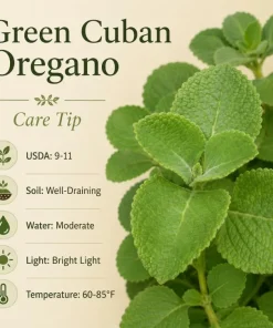 Cuban Oregano Live Plant 2-Pack – Fragrant Herb Starter Plants, 4-6 Inch Tall - Image 6