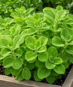 Cuban Oregano Live Plant 2-Pack – Fragrant Herb Starter Plants, 4-6 Inch Tall - Image 7