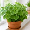 Cuban Oregano Live Plant 2-Pack – Fragrant Herb Starter Plants, 4-6 Inch Tall - Image 1
