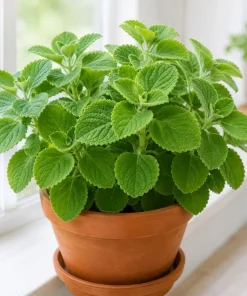 Cuban Oregano Live Plant 2-Pack – Fragrant Herb Starter Plants, 4-6 Inch Tall - Image 1