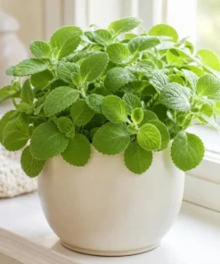 Cuban Oregano Live Plant - 2 Plants, 4-6 Inch Tall in 4 Inch Pot, Indoor/Outdoor Herb - Image 2