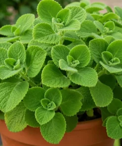 Cuban Oregano Live Plant - 2 Plants, 4-6 Inch Tall in 4 Inch Pot, Indoor/Outdoor Herb - Image 3