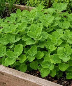 Cuban Oregano Live Plant - 2 Plants, 4-6 Inch Tall in 4 Inch Pot, Indoor/Outdoor Herb - Image 4