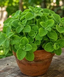 Cuban Oregano Live Plant - 2 Plants, 4-6 Inch Tall in 4 Inch Pot, Indoor/Outdoor Herb - Image 6