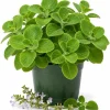 Cuban Oregano Live Plant - 2 Plants, 4-6 Inch Tall in 4 Inch Pot, Indoor/Outdoor Herb - Image 1